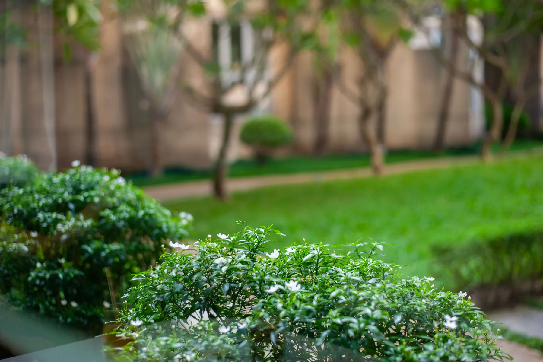 Garden planting